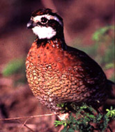 Male Bobwhite