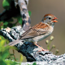 Field Sparrow