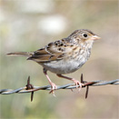 Grasshopper Sparrow