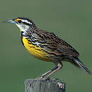 Eastern Meadowlark