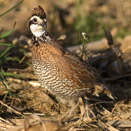 Northern Bobwhite