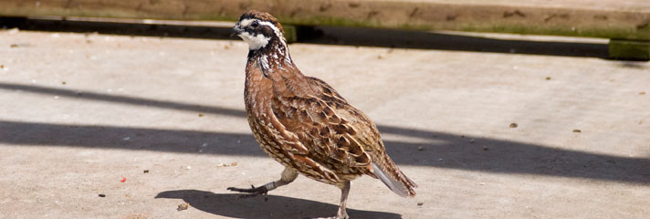 bobwhite quail