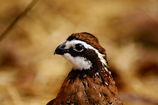 bird perched on a branch