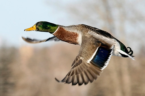 mallard flying in the sky