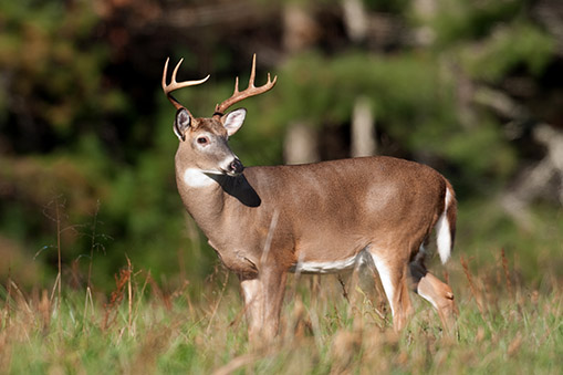 deer in an open field