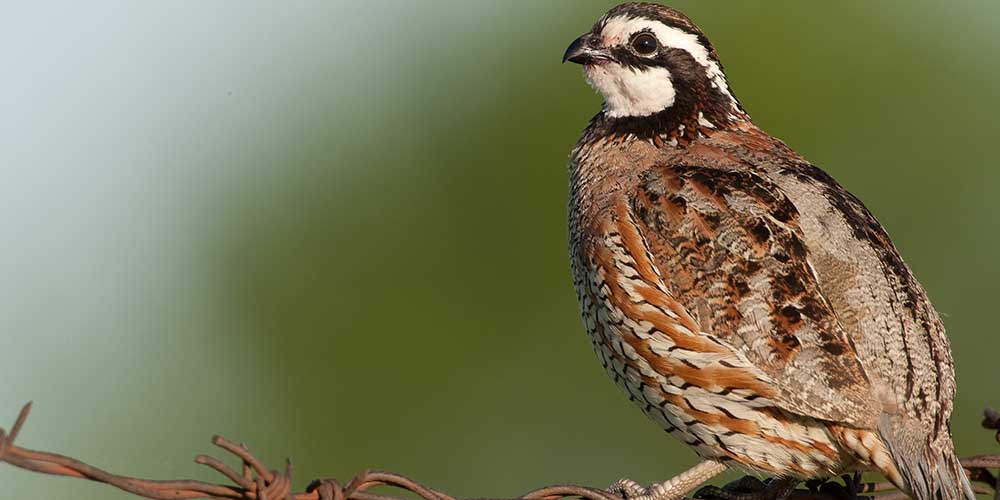 A Quill in the Cap for Quail Management