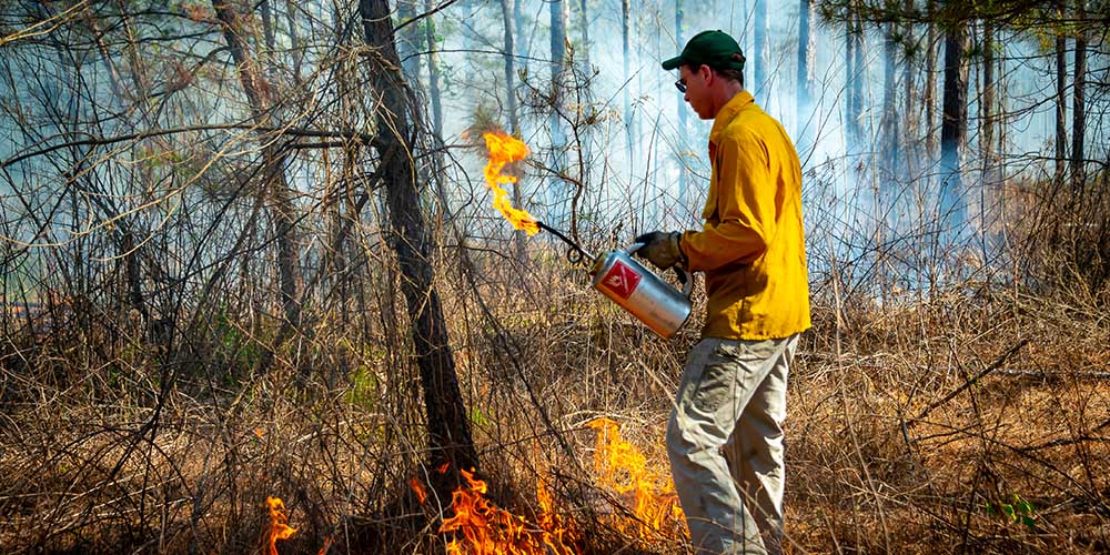 Hardwoods Ablaze