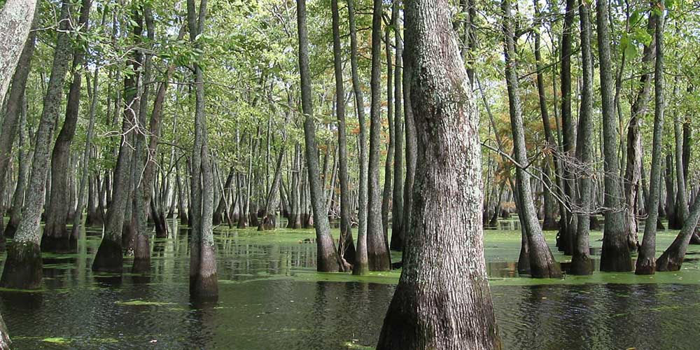 Legacy of the Lakes
