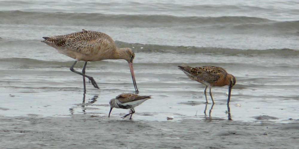 Migratory Birds Find a Temporary Home