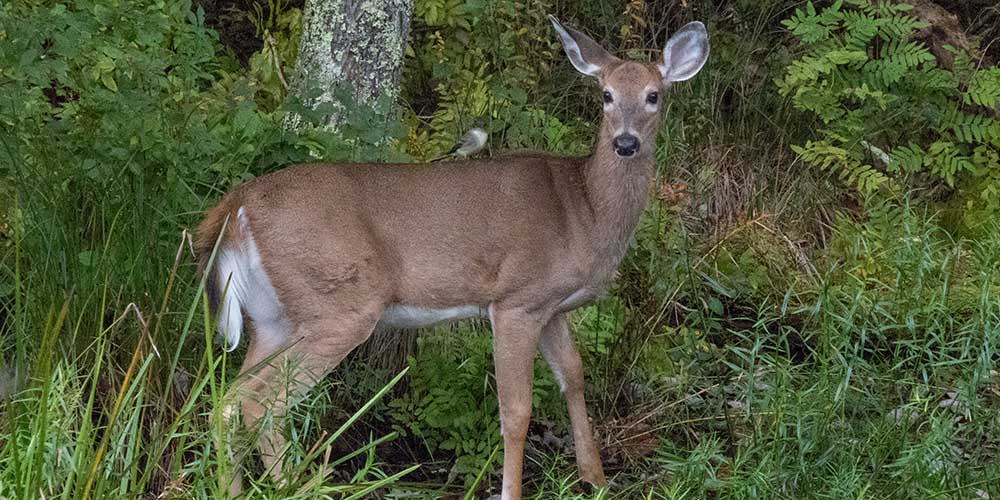 Pest or Guest: Scientists study the relationship between songbirds and deer