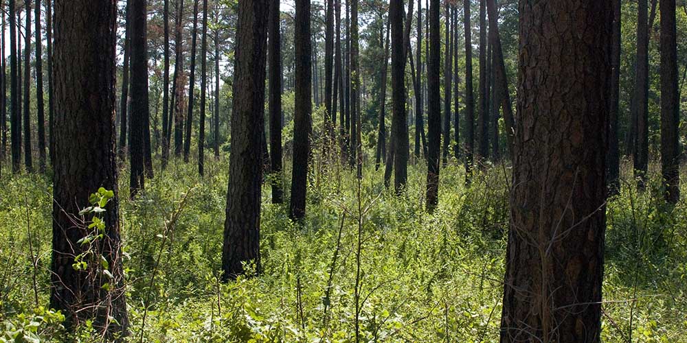 Growing Old Forests