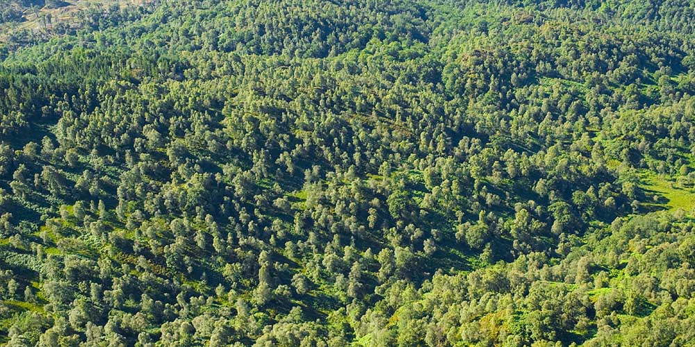How Much Carbon Does U.S. Forests Capture?