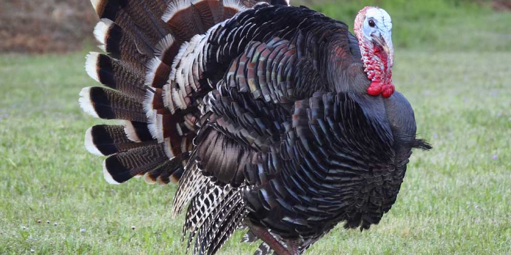 Scientists Search for Peak “Gobble” Season