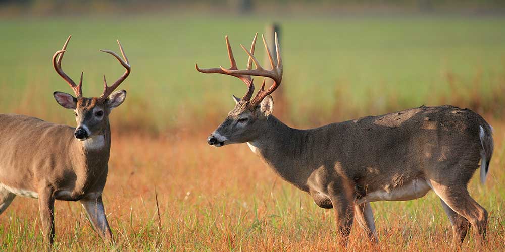 Where Have All the Bucks Gone?