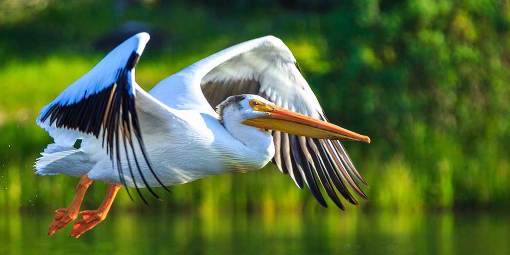 A Pelican Breach