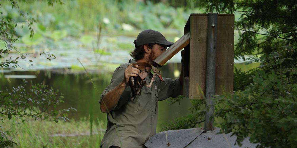 MSU Researchers Cross State Lines for Expansive, Multi-Species Nesting Box and Eggshell Research