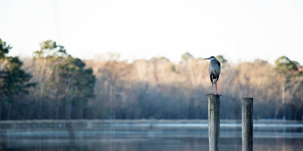 Research Designed to Create Beneficial Dynamics Between Lake Management and Water Regimes