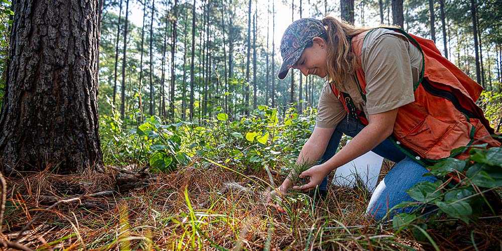 Graduate Research Aimed to Expand and Modernize Multiple Species Planting
