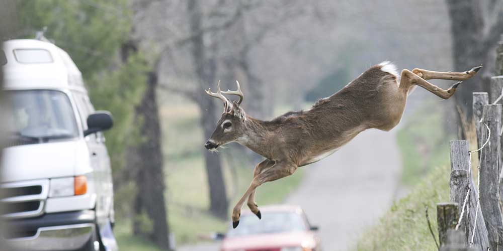 Understanding Deer's Flight Response to Avoid Vehicle Collision