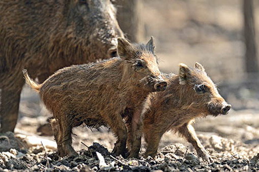 Wild Pigs